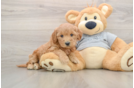 Energetic Golden Doodle Poodle Mix Puppy