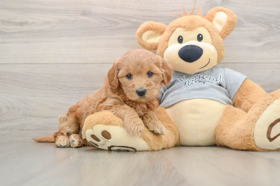 Energetic Golden Doodle Poodle Mix Puppy