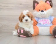 5 week old Mini Goldendoodle Puppy For Sale - Premier Pups