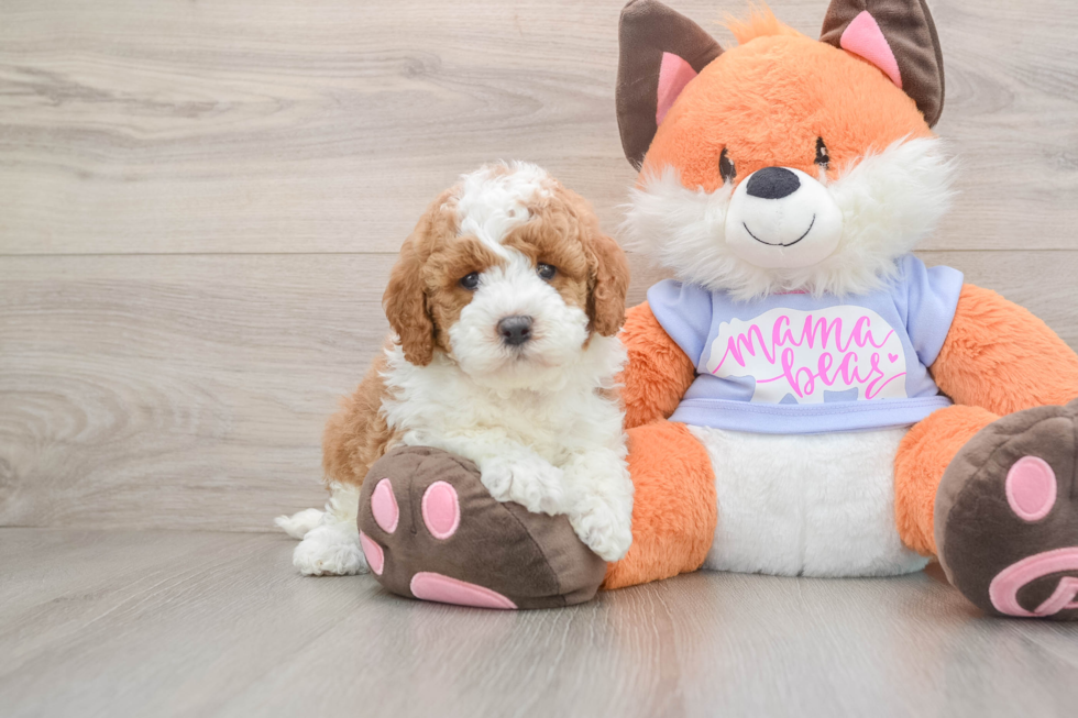 Mini Goldendoodle Pup Being Cute