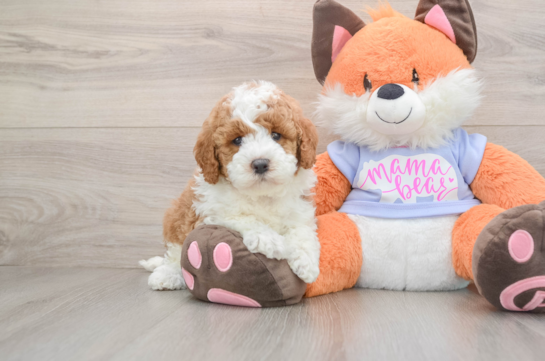 ZODIAC, a Mini Goldendoodle littermate