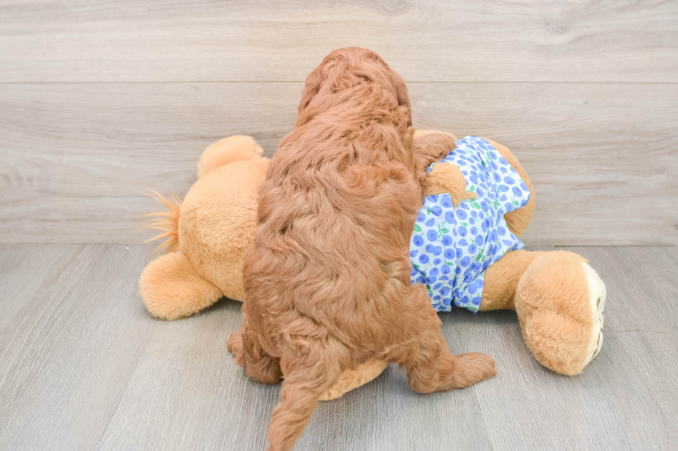Mini Goldendoodle Puppy for Adoption