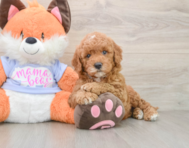 5 week old Mini Goldendoodle Puppy For Sale - Premier Pups