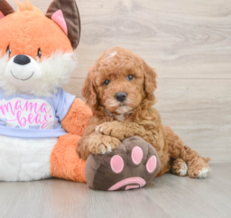 6 week old Mini Goldendoodle Puppy For Sale - Premier Pups