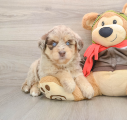 5 week old Mini Huskydoodle Puppy For Sale - Premier Pups