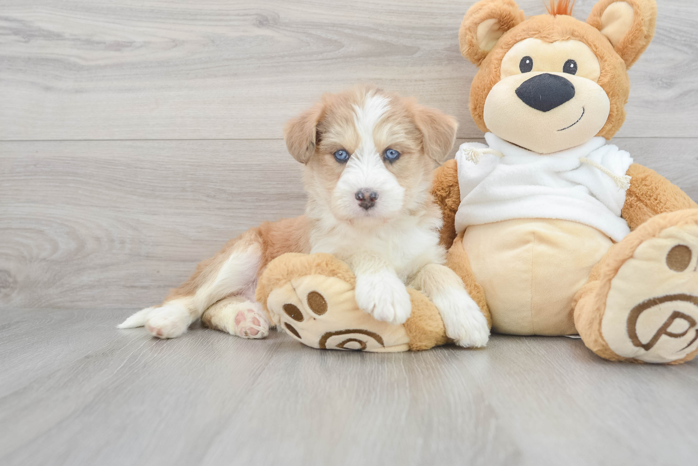 Best Mini Huskydoodle Baby