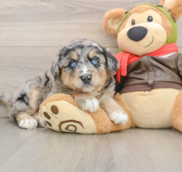 5 week old Mini Huskydoodle Puppy For Sale - Premier Pups