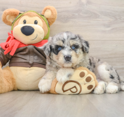5 week old Mini Huskydoodle Puppy For Sale - Premier Pups