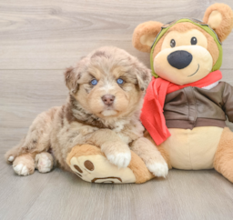 5 week old Mini Huskydoodle Puppy For Sale - Premier Pups