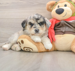 7 week old Mini Huskydoodle Puppy For Sale - Premier Pups
