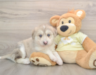 6 week old Mini Huskydoodle Puppy For Sale - Premier Pups