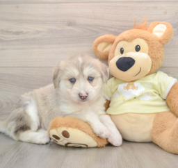 7 week old Mini Huskydoodle Puppy For Sale - Premier Pups