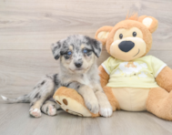 6 week old Mini Huskydoodle Puppy For Sale - Premier Pups