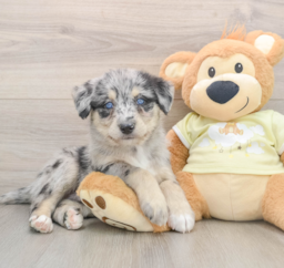 7 week old Mini Huskydoodle Puppy For Sale - Premier Pups