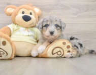 6 week old Mini Huskydoodle Puppy For Sale - Premier Pups