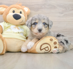 7 week old Mini Huskydoodle Puppy For Sale - Premier Pups