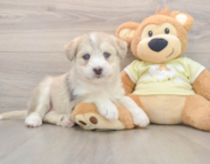 6 week old Mini Huskydoodle Puppy For Sale - Premier Pups
