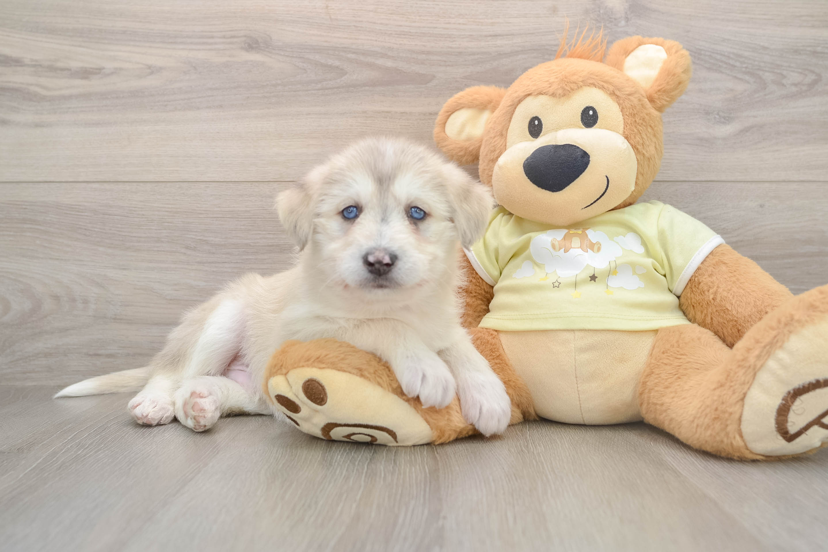 Cute Mini Huskydoodle Poodle Mix Pup