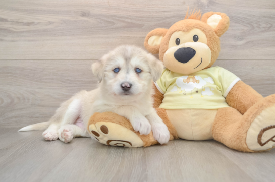 DOZER, a Mini Huskydoodle littermate
