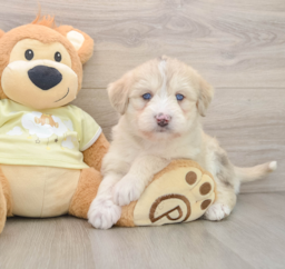 7 week old Mini Huskydoodle Puppy For Sale - Premier Pups