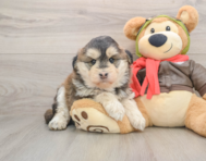 7 week old Mini Huskydoodle Puppy For Sale - Premier Pups