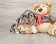 7 week old Mini Huskydoodle Puppy For Sale - Premier Pups