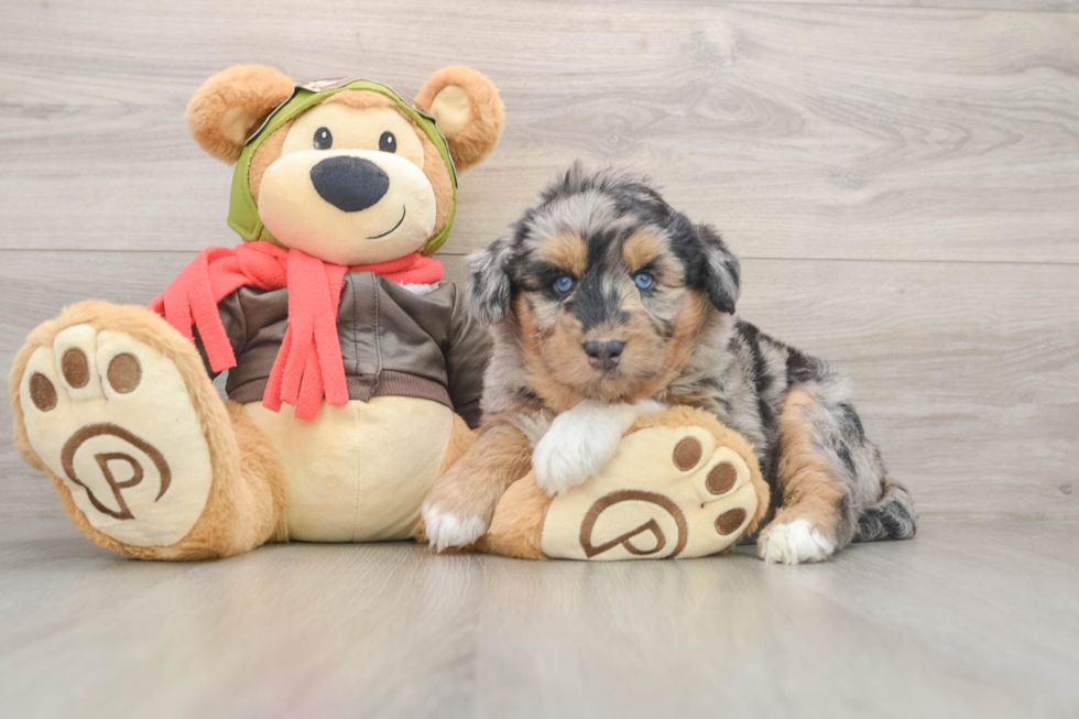 Cute Mini Huskydoodle Baby