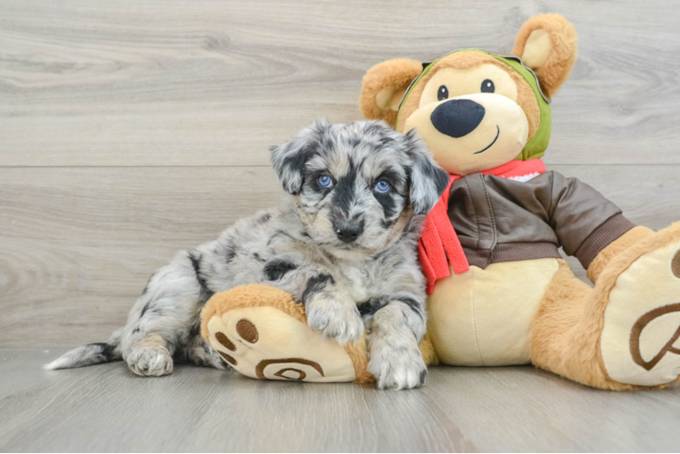 Cute Mini Huskydoodle Poodle Mix Pup