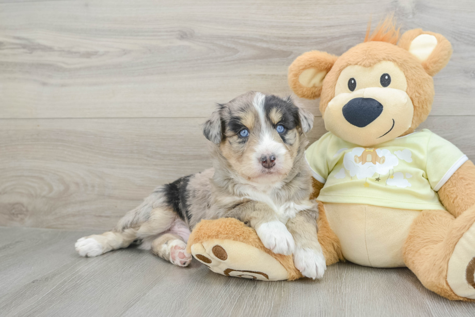 Mini Huskydoodle Pup Being Cute