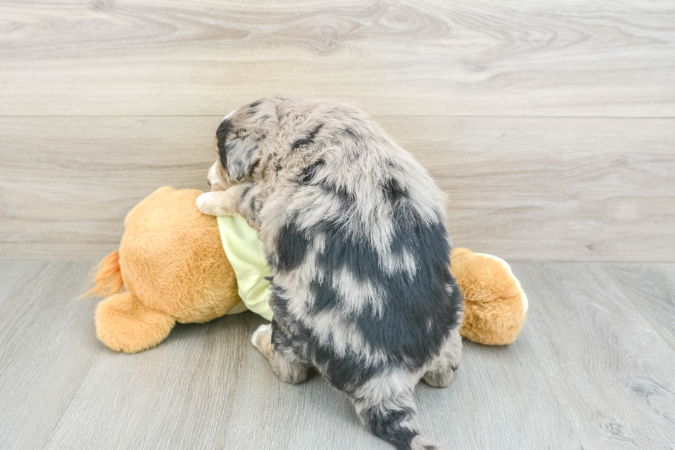 Cute Husky Doodle Poodle Mix Puppy