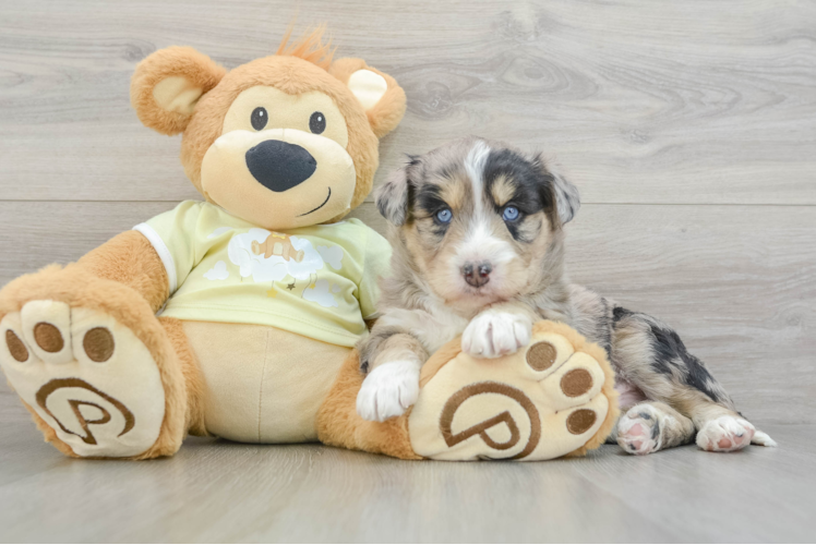 Mini Huskydoodle Pup Being Cute