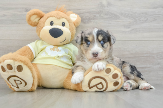 Mini Huskydoodle Pup Being Cute