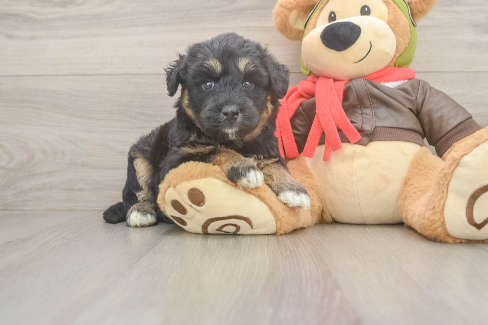 Mini Huskydoodle Puppy for Adoption