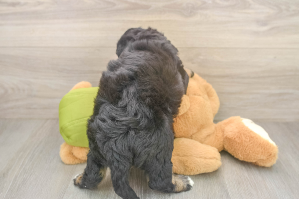 Mini Huskydoodle Puppy for Adoption