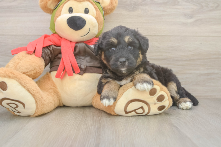 Mini Huskydoodle Puppy for Adoption