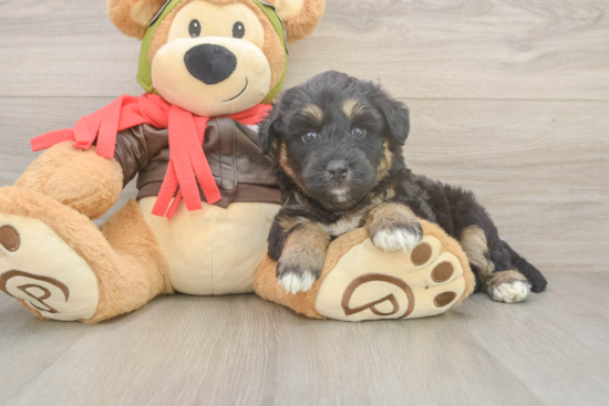 Mini Huskydoodle Puppy for Adoption