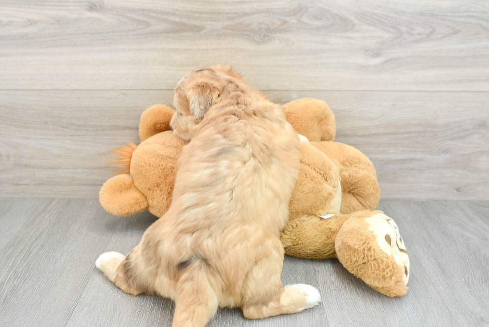 Cute Mini Huskydoodle Baby