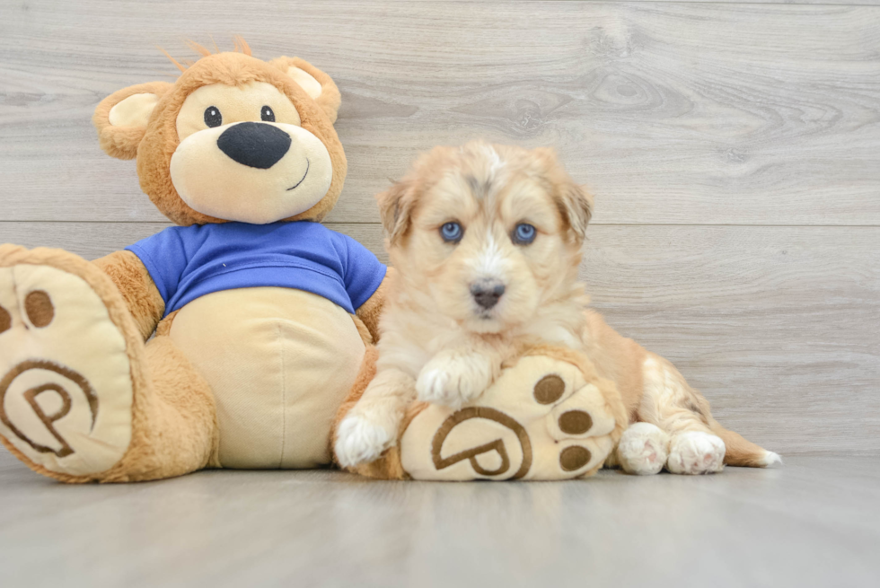 Cute Mini Huskydoodle Baby