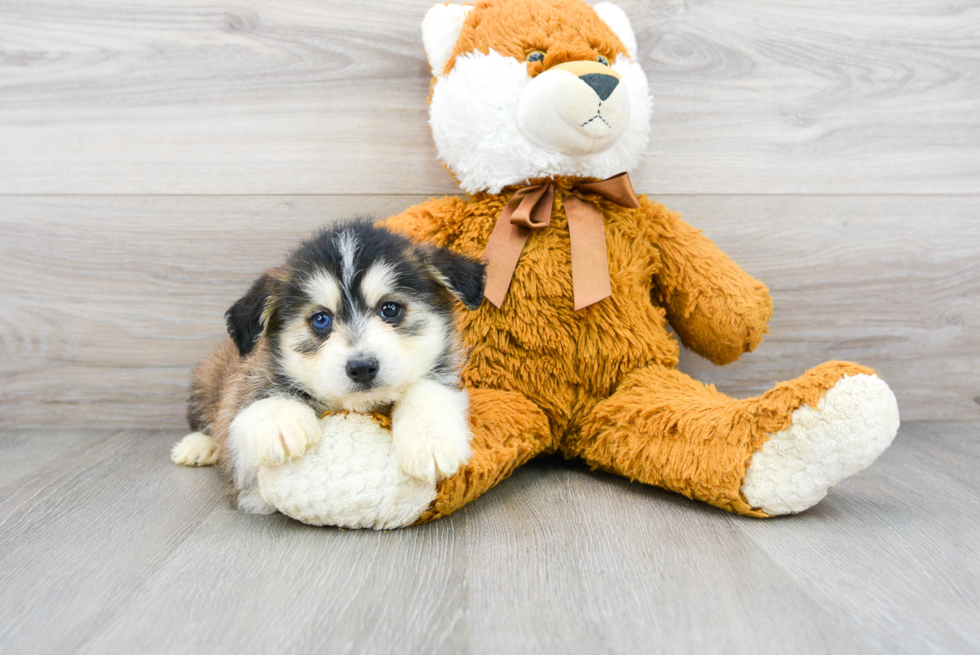 Mini Huskydoodle Puppy for Adoption