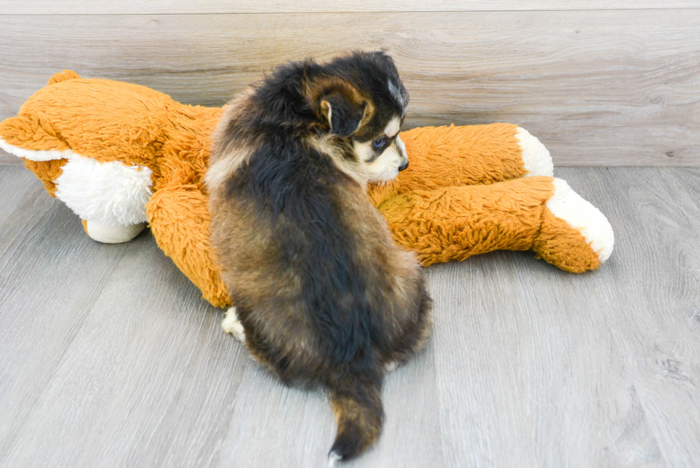 Cute Mini Huskydoodle Baby