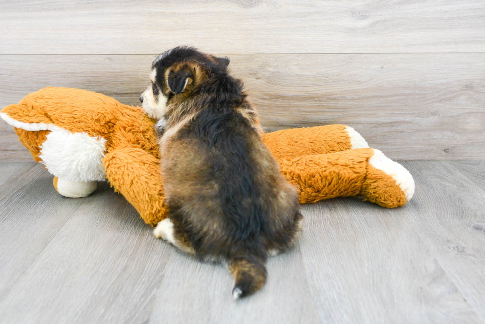 Best Mini Huskydoodle Baby