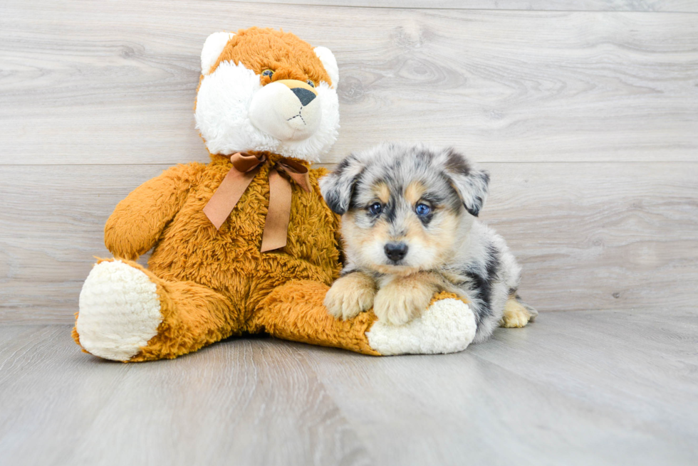 Cute Mini Huskydoodle Poodle Mix Pup