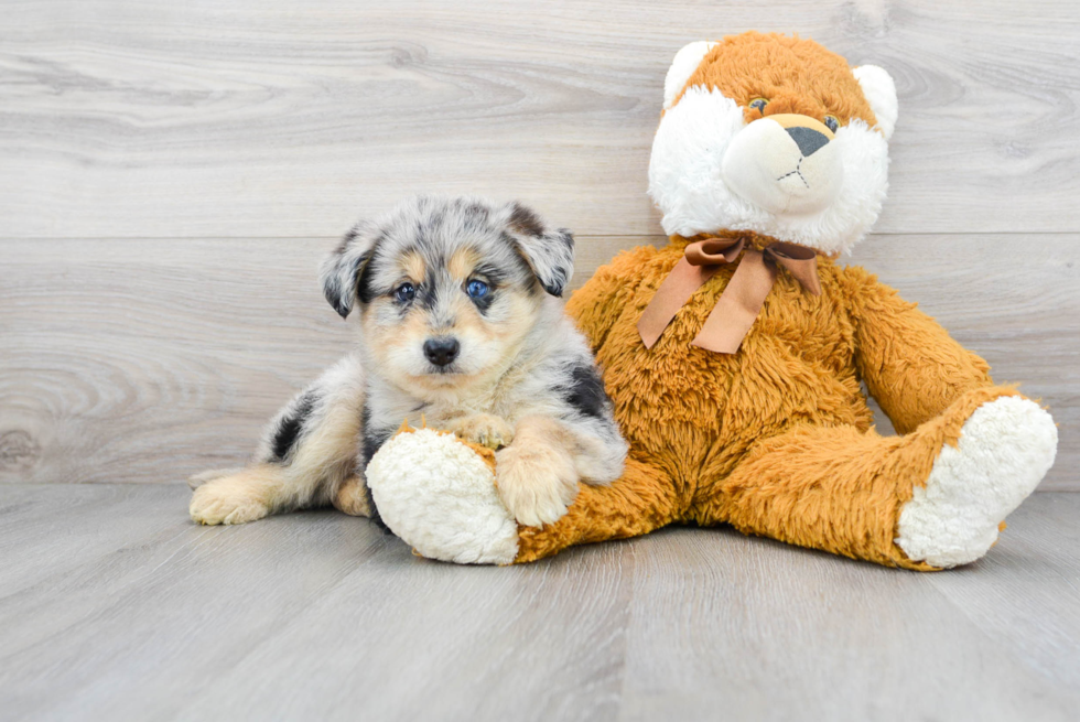 Cute Mini Huskydoodle Baby