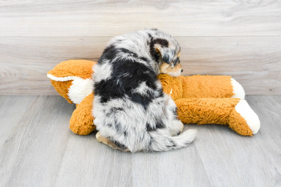 Cute Mini Huskydoodle Poodle Mix Pup