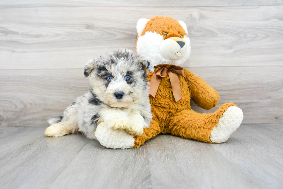 Cute Husky Poodle Poodle Mix Puppy