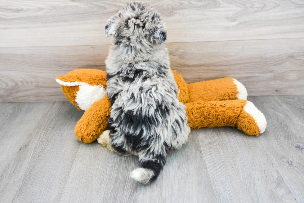 Cute Husky Poodle Poodle Mix Puppy