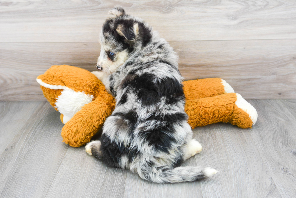 Mini Huskydoodle Pup Being Cute