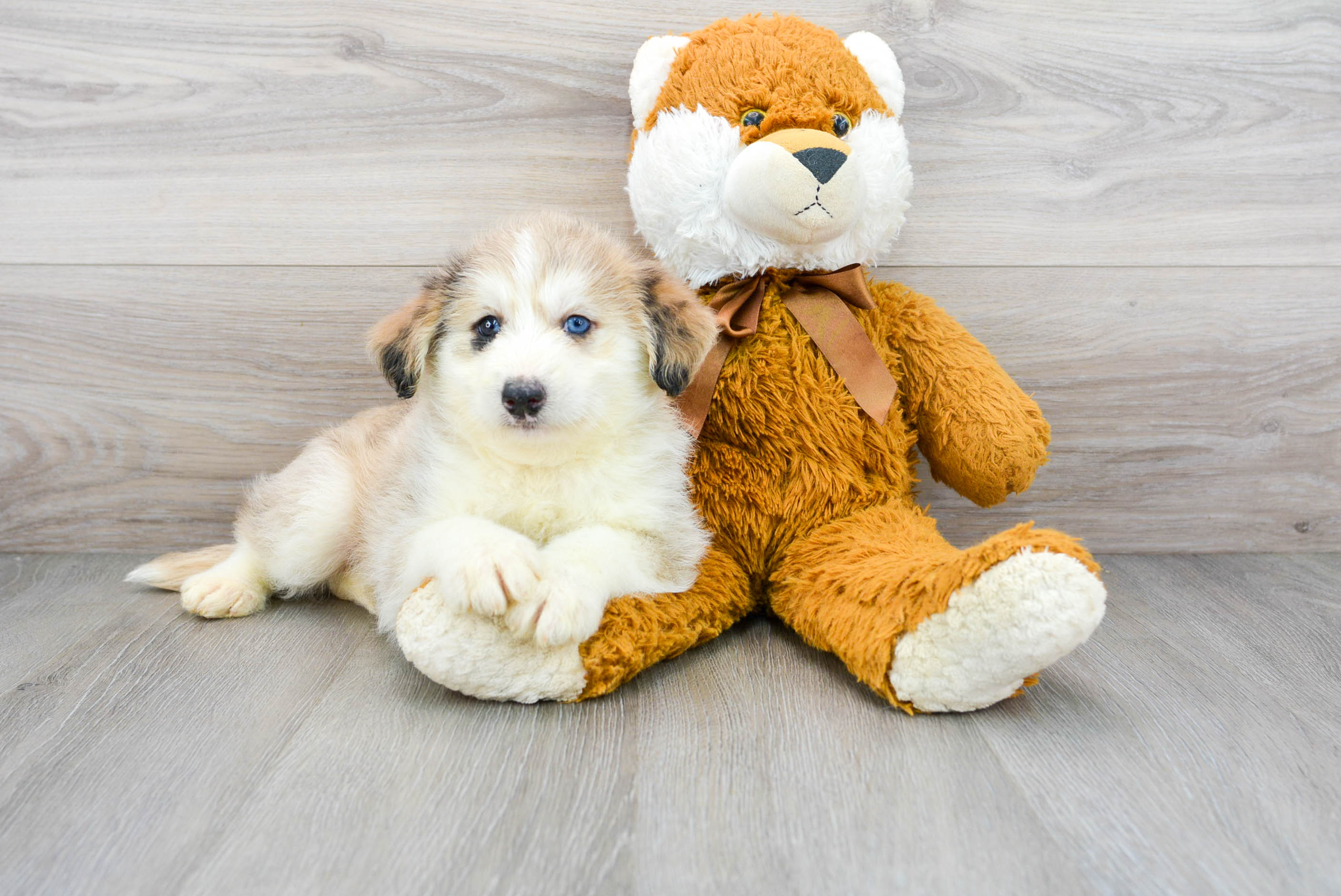 Mini Huskydoodle Pup Being Cute