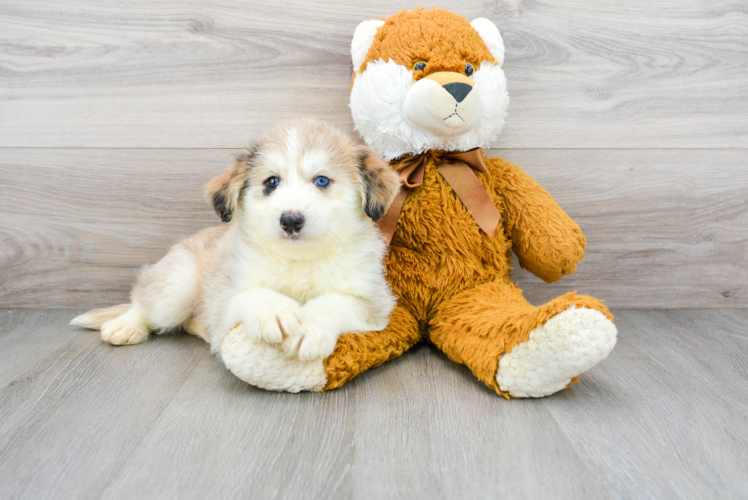 Mini Huskydoodle Pup Being Cute