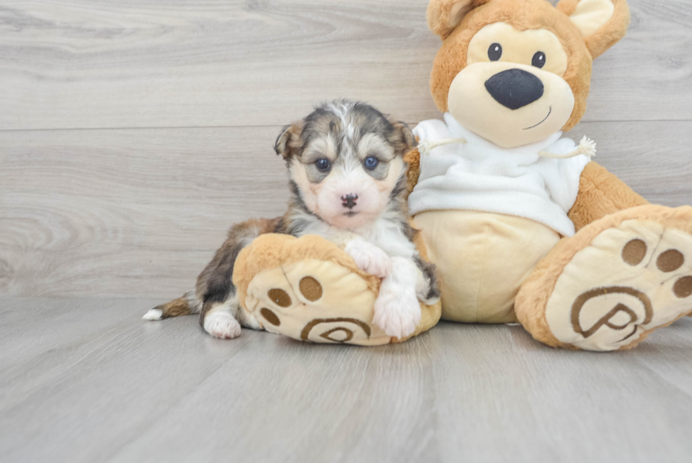 Mini Huskydoodle Pup Being Cute